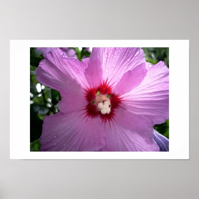 violet poster (Front)