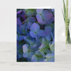 Violet purple pink blue hydrangeas flower floral card