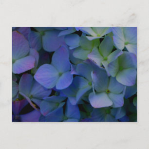 Violet purple pink blue hydrangeas flower floral postcard