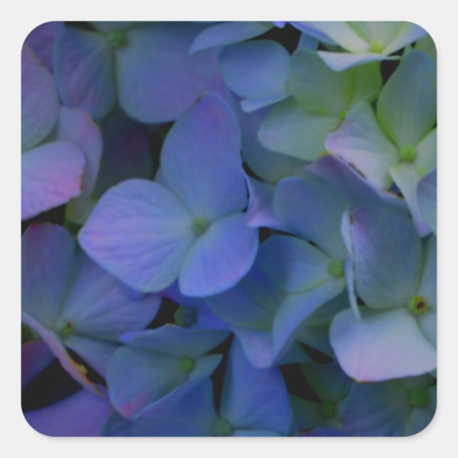 Violet purple pink blue hydrangeas flower floral square sticker (Front)