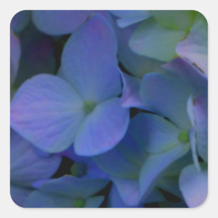 Violet purple pink blue hydrangeas flower floral square sticker