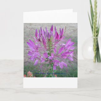 Violet Queen Cleome Card