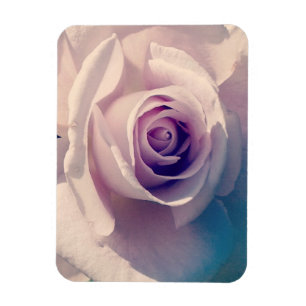 Violet Rose Magnet
