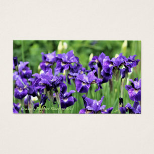 Violet Siberian Iris, Ceasar's Brother