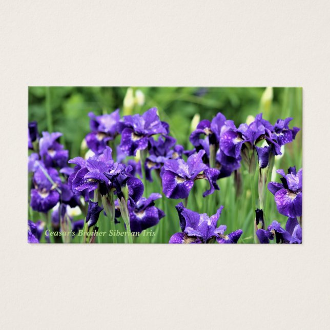 Violet Siberian Iris, Ceasar's Brother (Front)