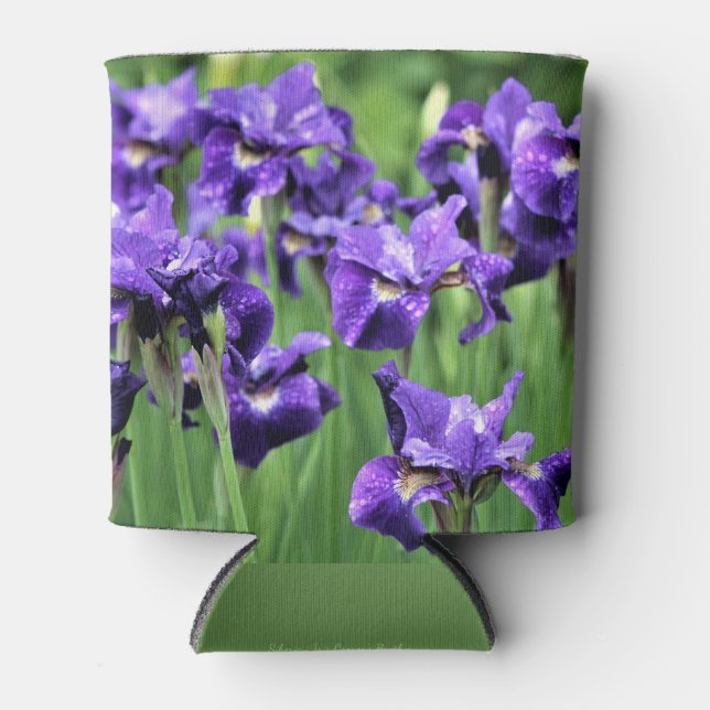 Violet Siberian Iris, Ceasar's Brother Can Cooler (Front)