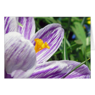 Violet spring crocus