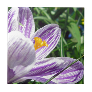 Violet Spring Crocus Ceramic Tile