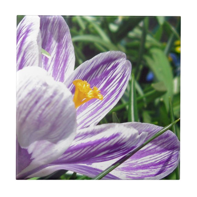 Violet Spring Crocus Ceramic Tile (Front)