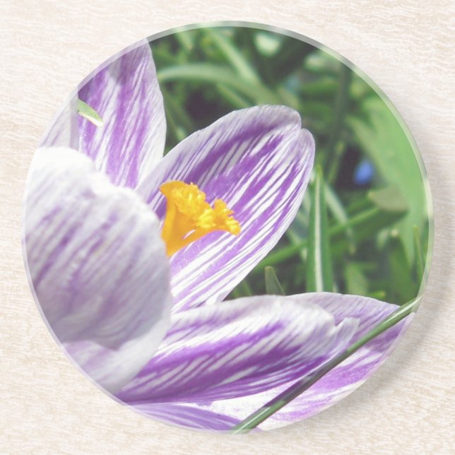 Violet Spring Crocus Coaster (Front)