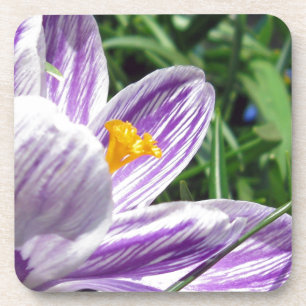 Violet Spring Crocus Coaster
