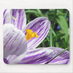 Violet spring crocus mouse pad