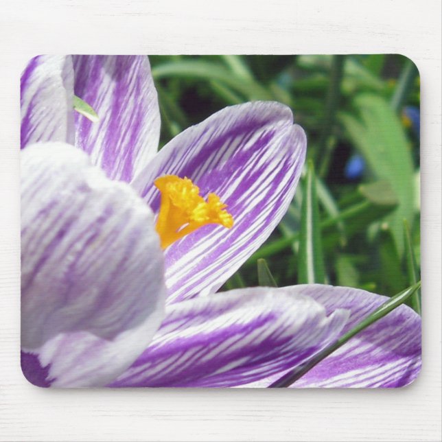 Violet spring crocus mouse pad (Front)