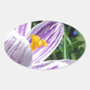 Violet Spring Crocus Oval Sticker