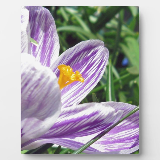Violet spring crocus plaque (Front)