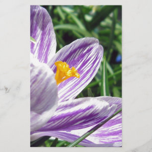 Violet spring crocus stationery