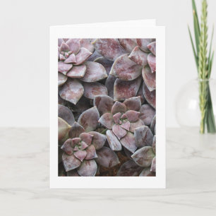 Violet succulent delight card