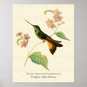 Violet-throated Starfrontlet Hummingbird Art Print