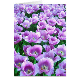 Violet tulips - Card