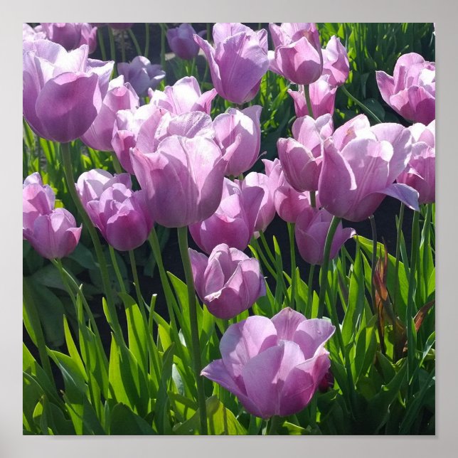 Violet Tulips, Oregon Poster (Front)
