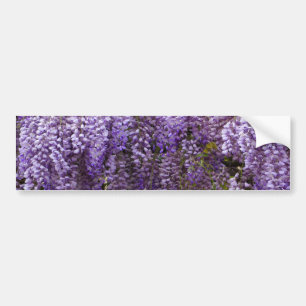 Violet Wisteria Flowers Bumper Sticker