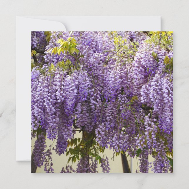 Violet Wisteria Flowers Card (Front)