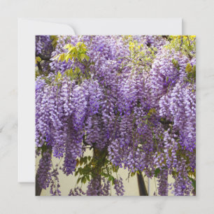 Violet Wisteria Flowers Card