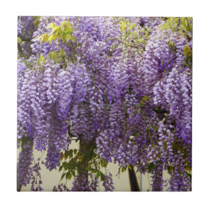 Violet Wisteria Flowers Ceramic Tile