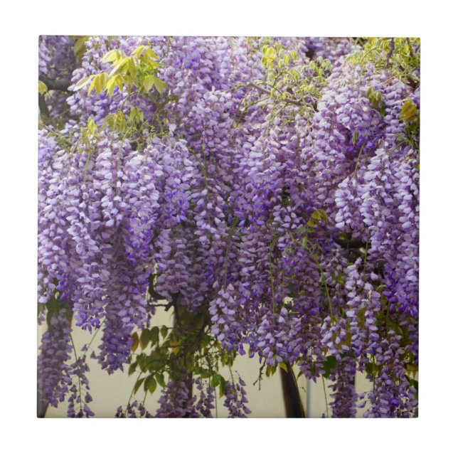 Violet Wisteria Flowers Ceramic Tile (Front)