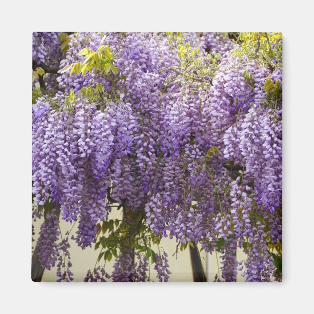 Violet Wisteria Flowers Magnet (Front)