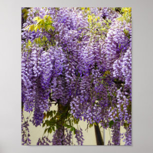 Violet Wisteria Flowers Poster
