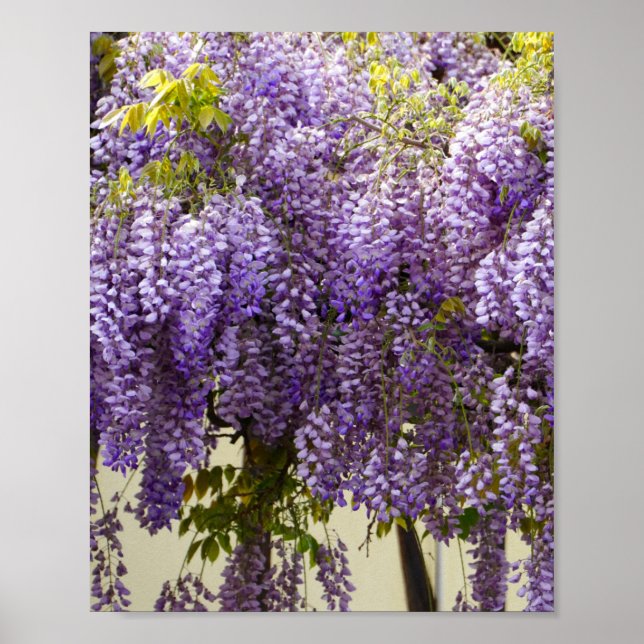 Violet Wisteria Flowers Poster (Front)