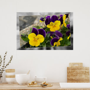 Violet yellow pansies poster