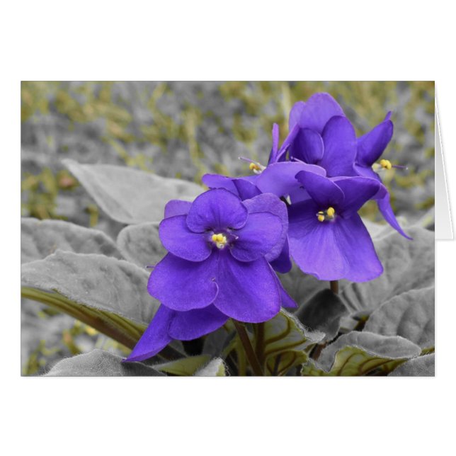 Violets (Front Horizontal)
