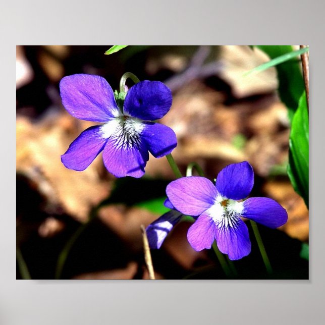 Violets Challenged Poster (Front)