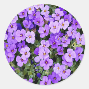 Violets Classic Round Sticker
