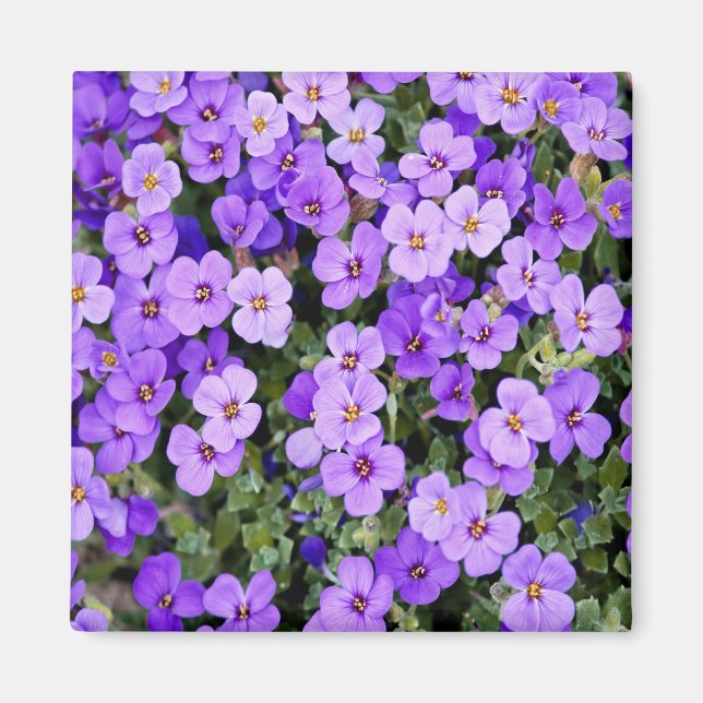Violets Magnet (Front)
