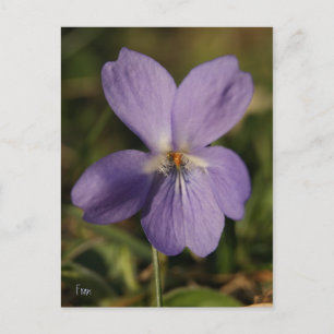 violets postcard