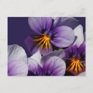 Violets Postcard