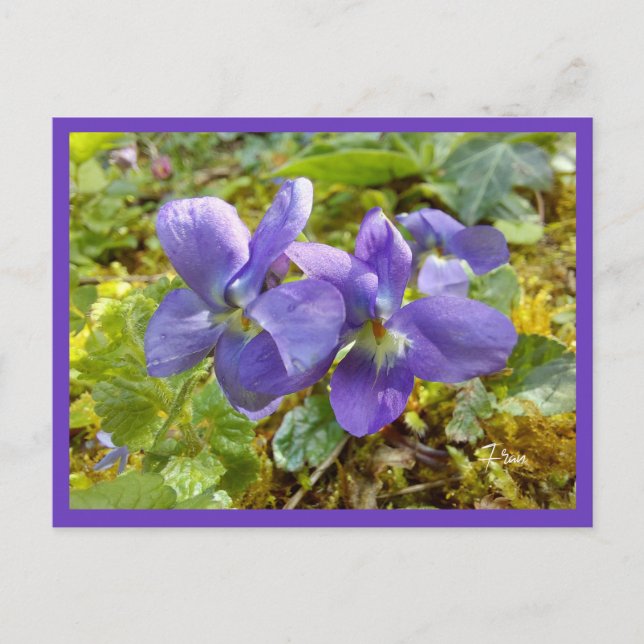 violets  postcard (Front)