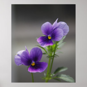 Violets Poster