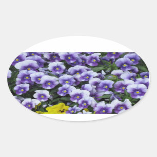 Violets stickers