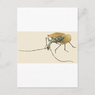 Violin Beetle Postcard