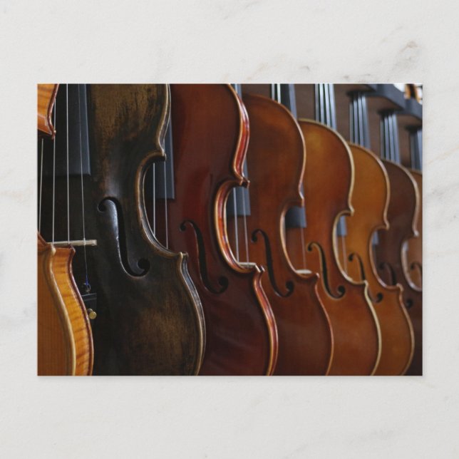 Violin Lineup Postcard (Front)