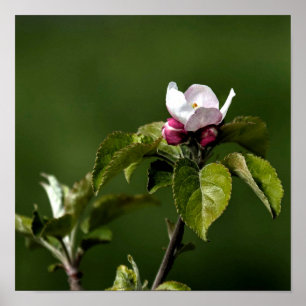 Virginia Apple Blossoms Poster