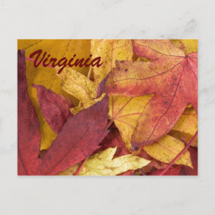 Virginia Autumn Leaves Postcard