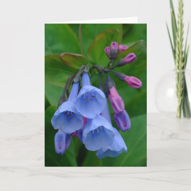 Virginia Bluebells, Card (Front)