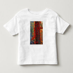 Virginia Creeper bright red in autumn at