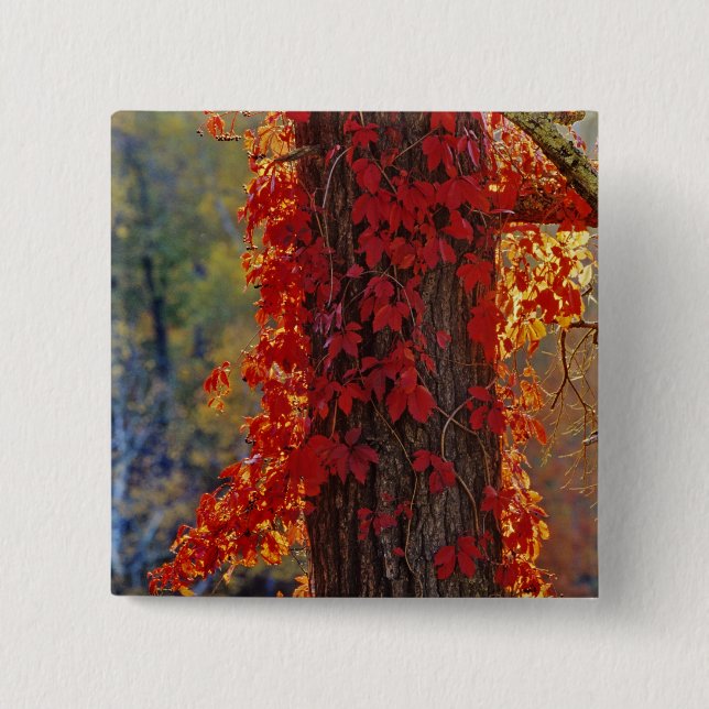 Virginia Creeper bright red in autumn at 15 Cm Square Badge (Front)