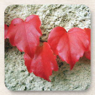 Virginia Creeper Leaves Hard Plastic Coasters